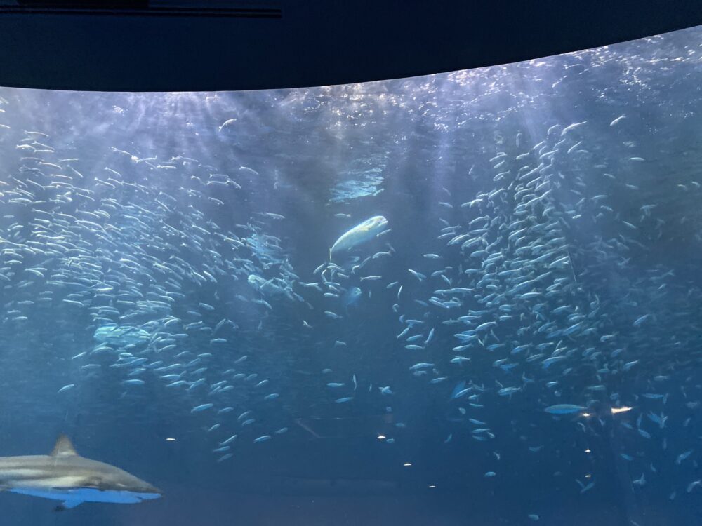 【名古屋旅行】大阪から車で行った場合/名古屋港水族館/魚の群れ サイクロン